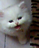 [Avatar]