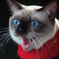 [Avatar]
