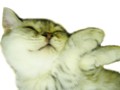 [Avatar]