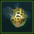 [Avatar]